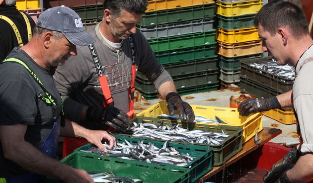 Zadar, 290312.
Proteklih dana lijepo vrijeme posluzilo je ribarima. 
Na fotografiji: ribari iskrcavaju frisku ribu na Liburnijskoj obali u Zadru.
Foto: Andrija Lucic /  Cropix