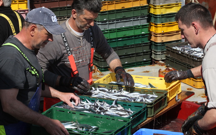 Zadar, 290312.
Proteklih dana lijepo vrijeme posluzilo je ribarima. 
Na fotografiji: ribari iskrcavaju frisku ribu na Liburnijskoj obali u Zadru.
Foto: Andrija Lucic /  Cropix