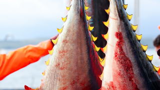 Zadar, 020112.
Tvrtka Kali Tuna bavi se izlovom i uzgojem tuna vec dugi niz godina.
Nakon uzgojnog ciklusa koji traje 30. mjesci slijedi izlov Tuna. Djelatnici Kali tune vrse izlov te ih prebacuju na drugi brod tvrtke iz Japana na kojem se vrsi daljnje pr Zadar, 020112.
Tvrtka Kali Tuna bavi se izlovom i uzgojem tuna vec dugi niz godina.
Nakon uzgojnog ciklusa koji traje 30. mjesci slijedi izlov Tuna. Djelatnici Kali tune vrse izlov te ih prebacuju na drugi brod tvrtke iz Japana na kojem se vrsi daljnje pr