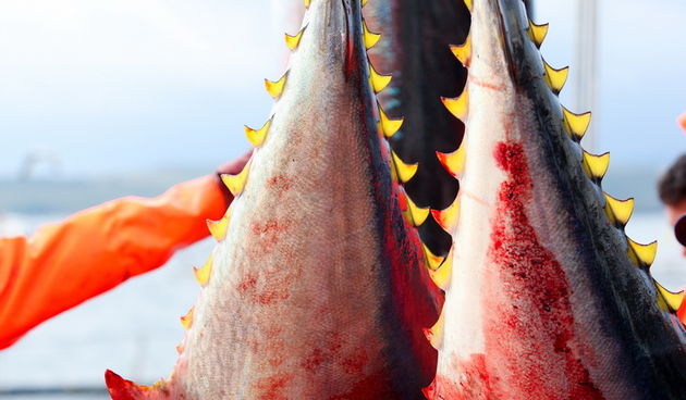 Zadar, 020112.
Tvrtka Kali Tuna bavi se izlovom i uzgojem tuna vec dugi niz godina.
Nakon uzgojnog ciklusa koji traje 30. mjesci slijedi izlov Tuna. Djelatnici Kali tune vrse izlov te ih prebacuju na drugi brod tvrtke iz Japana na kojem se vrsi daljnje pr