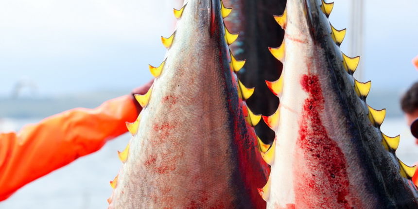 Zadar, 020112.
Tvrtka Kali Tuna bavi se izlovom i uzgojem tuna vec dugi niz godina.
Nakon uzgojnog ciklusa koji traje 30. mjesci slijedi izlov Tuna. Djelatnici Kali tune vrse izlov te ih prebacuju na drugi brod tvrtke iz Japana na kojem se vrsi daljnje pr Zadar, 020112.
Tvrtka Kali Tuna bavi se izlovom i uzgojem tuna vec dugi niz godina.
Nakon uzgojnog ciklusa koji traje 30. mjesci slijedi izlov Tuna. Djelatnici Kali tune vrse izlov te ih prebacuju na drugi brod tvrtke iz Japana na kojem se vrsi daljnje pr