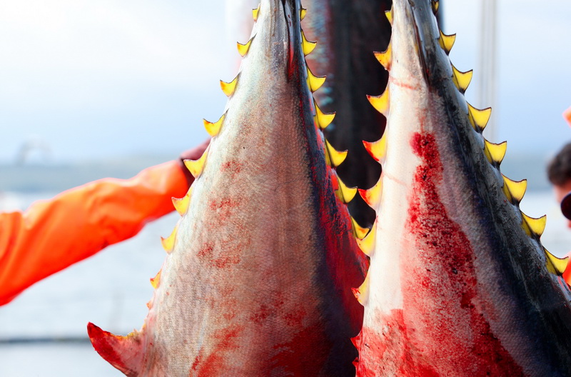 Zadar, 020112.
Tvrtka Kali Tuna bavi se izlovom i uzgojem tuna vec dugi niz godina.
Nakon uzgojnog ciklusa koji traje 30. mjesci slijedi izlov Tuna. Djelatnici Kali tune vrse izlov te ih prebacuju na drugi brod tvrtke iz Japana na kojem se vrsi daljnje pr Zadar, 020112.
Tvrtka Kali Tuna bavi se izlovom i uzgojem tuna vec dugi niz godina.
Nakon uzgojnog ciklusa koji traje 30. mjesci slijedi izlov Tuna. Djelatnici Kali tune vrse izlov te ih prebacuju na drugi brod tvrtke iz Japana na kojem se vrsi daljnje pr