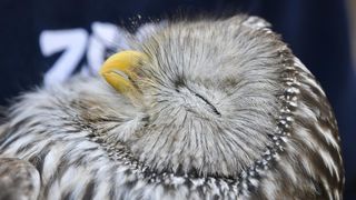 Rastopit će vam srce: Ozlijeđene sove na oporavku u zagrebačkom Zološkom vrtu