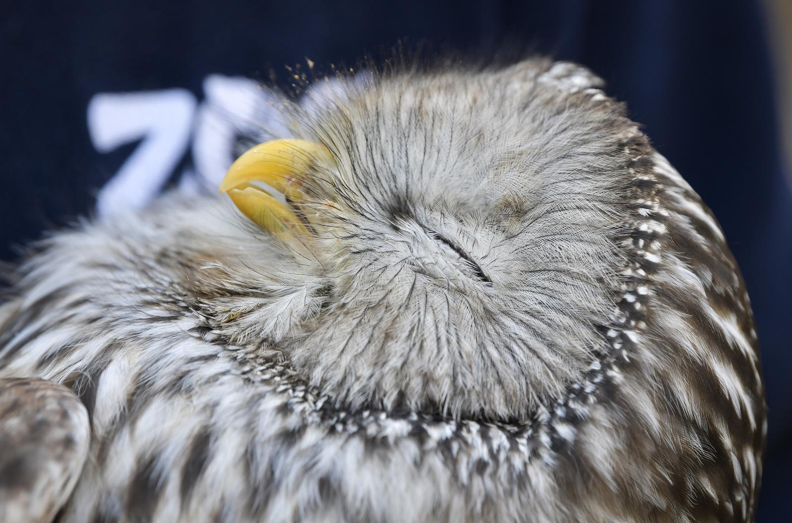 Rastopit će vam srce: Ozlijeđene sove na oporavku u zagrebačkom Zološkom vrtu