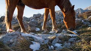 Đir do Libinja 9. travnja 2012. (foto:Saša Čuka) Đir do Libinja 9. travnja 2012. (foto:Saša Čuka)