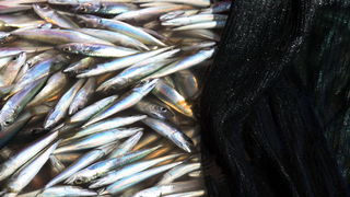 Zadar, 290312.
Proteklih dana lijepo vrijeme posluzilo je ribarima. 
Na fotografiji: ribari iskrcavaju frisku ribu na Liburnijskoj obali u Zadru.
Foto: Andrija Lucic /  Cropix