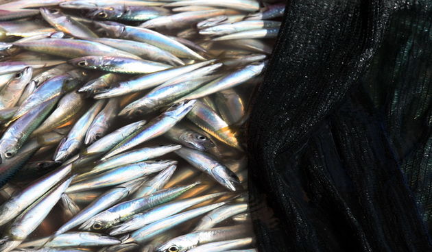 Zadar, 290312.
Proteklih dana lijepo vrijeme posluzilo je ribarima. 
Na fotografiji: ribari iskrcavaju frisku ribu na Liburnijskoj obali u Zadru.
Foto: Andrija Lucic /  Cropix