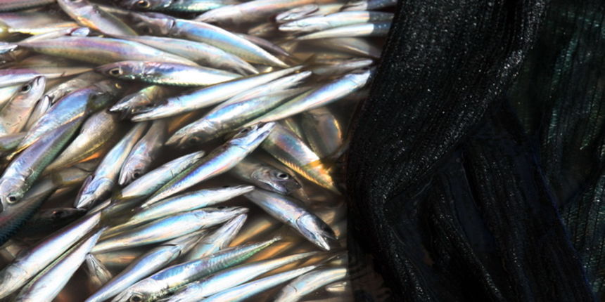 Zadar, 290312.
Proteklih dana lijepo vrijeme posluzilo je ribarima. 
Na fotografiji: ribari iskrcavaju frisku ribu na Liburnijskoj obali u Zadru.
Foto: Andrija Lucic /  Cropix