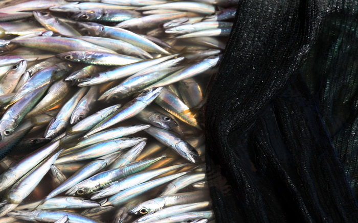 Zadar, 290312.
Proteklih dana lijepo vrijeme posluzilo je ribarima. 
Na fotografiji: ribari iskrcavaju frisku ribu na Liburnijskoj obali u Zadru.
Foto: Andrija Lucic /  Cropix