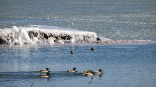 Debeli minusi i orkanska bura zaledili Vransko jezero Debeli minusi i orkanska bura zaledili Vransko jezero