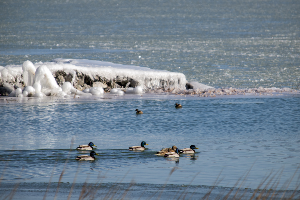Debeli minusi i orkanska bura zaledili Vransko jezero Debeli minusi i orkanska bura zaledili Vransko jezero