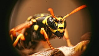 Bibinjski sinac, Foto: Leo Banic Bibinjski sinac, Foto: Leo Banic