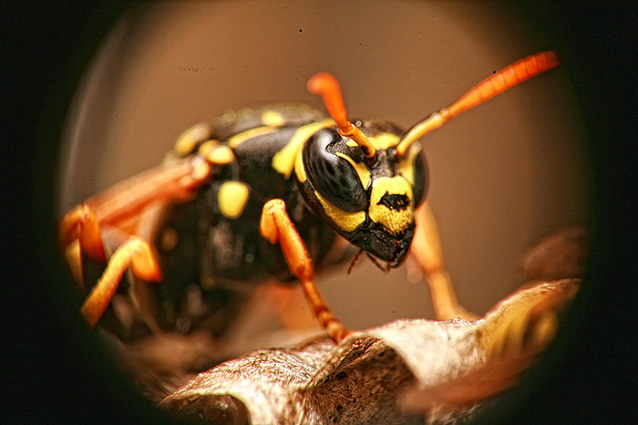 Bibinjski sinac, Foto: Leo Banic Bibinjski sinac, Foto: Leo Banic