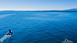 Pogledajte kako tri ženke dupina – Kiko, Sean i Andrea – love ribu kod otoka Orude Pogledajte kako tri ženke dupina – Kiko, Sean i Andrea – love ribu kod otoka Orude