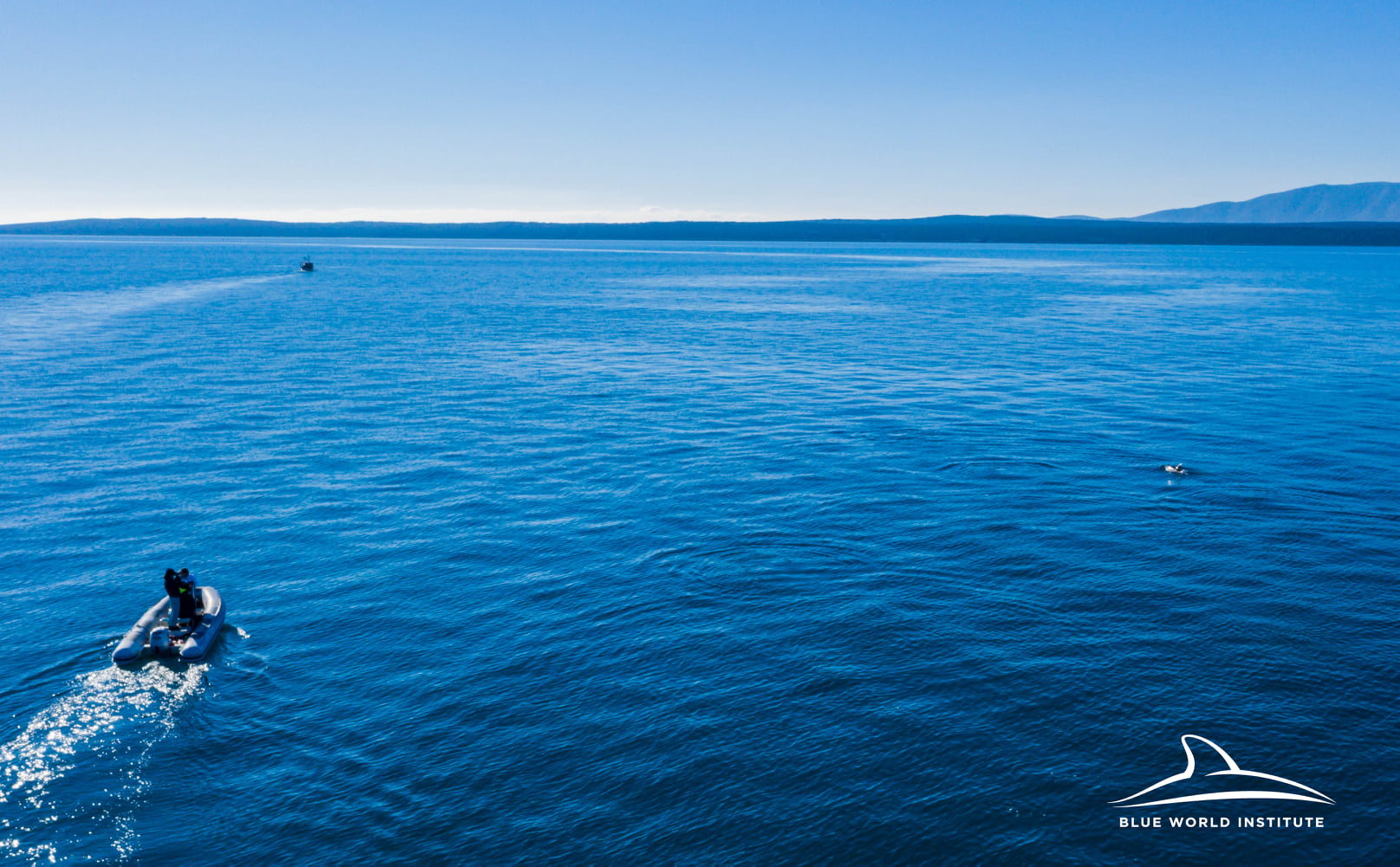 Pogledajte kako tri ženke dupina – Kiko, Sean i Andrea – love ribu kod otoka Orude Pogledajte kako tri ženke dupina – Kiko, Sean i Andrea – love ribu kod otoka Orude