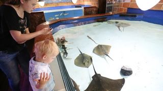 Vranjicki Aquapark godinu dana nakon otvorenja zadivljuje posjetitelje kao i prvog dana. U velicanstvenim pojavama iz morskog svijeta najvise ipak uzivaju djeca. Photo: Ivo Cagalj/PIXSELL Vranjicki Aquapark godinu dana nakon otvorenja zadivljuje posjetitelje kao i prvog dana. U velicanstvenim pojavama iz morskog svijeta najvise ipak uzivaju djeca. Photo: Ivo Cagalj/PIXSELL