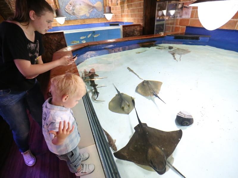 Vranjicki Aquapark godinu dana nakon otvorenja zadivljuje posjetitelje kao i prvog dana. U velicanstvenim pojavama iz morskog svijeta najvise ipak uzivaju djeca. Photo: Ivo Cagalj/PIXSELL Vranjicki Aquapark godinu dana nakon otvorenja zadivljuje posjetitelje kao i prvog dana. U velicanstvenim pojavama iz morskog svijeta najvise ipak uzivaju djeca. Photo: Ivo Cagalj/PIXSELL