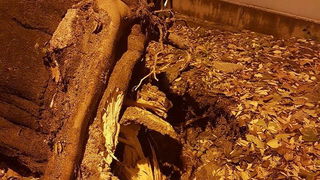 Jak vjetar srušio stablo na parkirane automobile kod OŠ Petar Preradović na Poluotoku