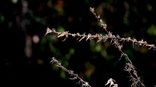 Iške crtice u objektivu Leonarda Kvarantana