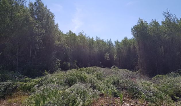 Posječena šuma u Bibinjama