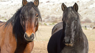 Velebitski divlji konji, Foto: Leo Banić