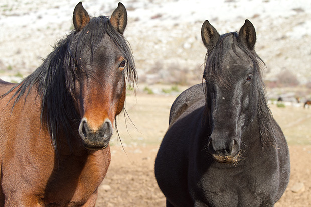 Velebitski divlji konji, Foto: Leo Banić