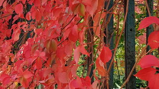 Boje zadarske jeseni. Foto: Mladen Malik