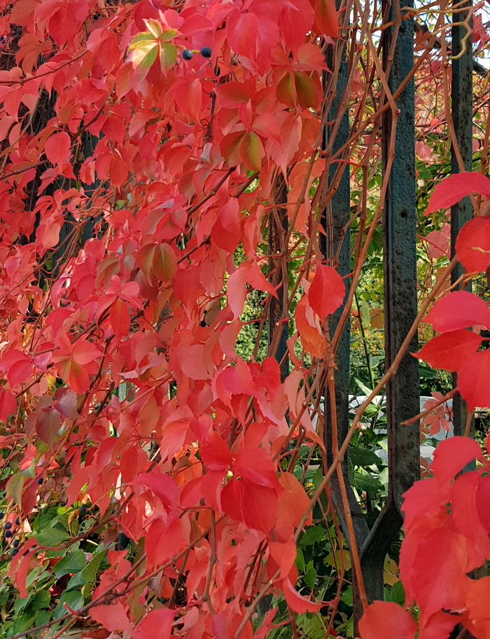Boje zadarske jeseni. Foto: Mladen Malik