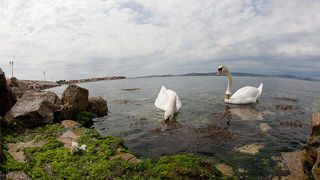 Labudovi u Bibinjama 6. svibnja 2013. Foto: Leo banić Labudovi u Bibinjama 6. svibnja 2013. Foto: Leo banić