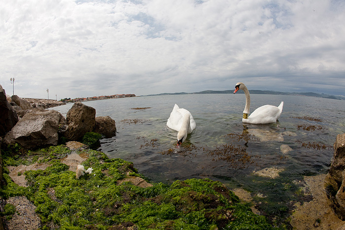 Labudovi u Bibinjama 6. svibnja 2013. Foto: Leo banić Labudovi u Bibinjama 6. svibnja 2013. Foto: Leo banić