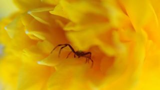 Boje i mirisi proljeća, Foto: CROPIX