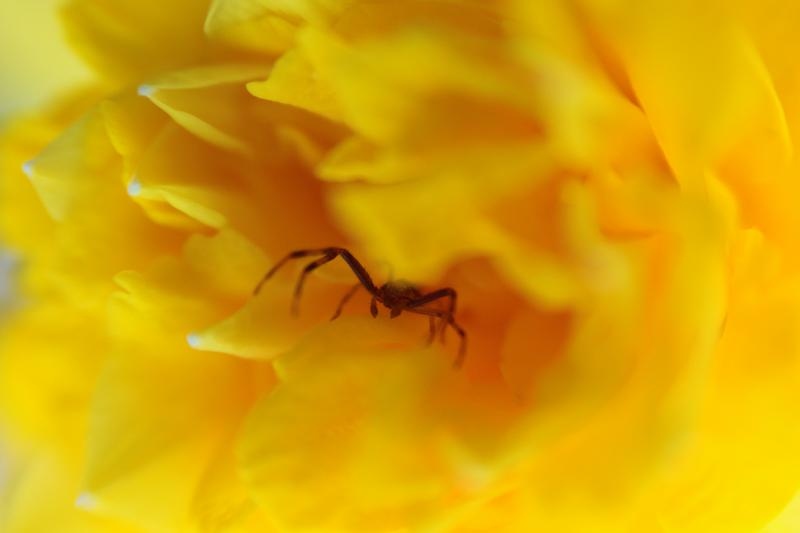 Boje i mirisi proljeća, Foto: CROPIX