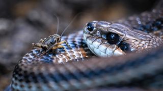 Stanari zagrebačkog Zoološkog vrta u zimskom razdoblju