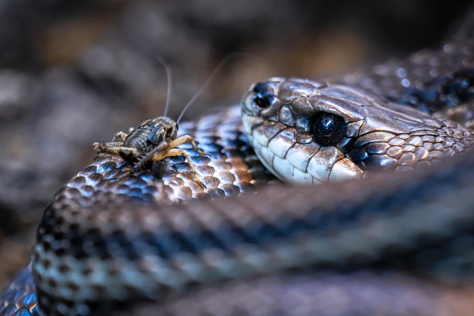 Stanari zagrebačkog Zoološkog vrta u zimskom razdoblju