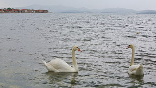 Labudovi u Bibinjama 6. svibnja 2013. Foto: Leo banić Labudovi u Bibinjama 6. svibnja 2013. Foto: Leo banić