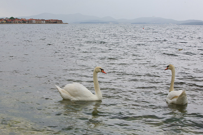 Labudovi u Bibinjama 6. svibnja 2013. Foto: Leo banić Labudovi u Bibinjama 6. svibnja 2013. Foto: Leo banić