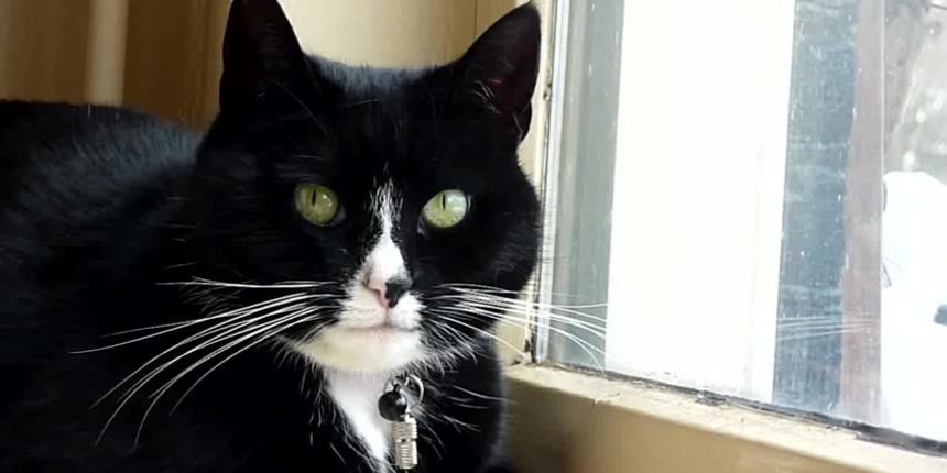 Mačka kraj prozora Mačka kraj prozora