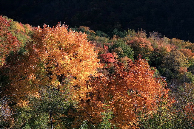 Paklenica: Boje jeseni, Foto: Mladen Radolovic Mrlja