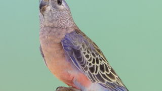 Pobjednici 33. Ornitoloskog prvenstva Hrvatske, Foto: Ivan Dilber Pobjednici 33. Ornitoloskog prvenstva Hrvatske, Foto: Ivan Dilber