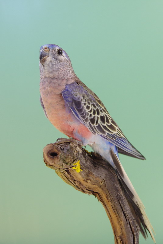 Pobjednici 33. Ornitoloskog prvenstva Hrvatske, Foto: Ivan Dilber Pobjednici 33. Ornitoloskog prvenstva Hrvatske, Foto: Ivan Dilber
