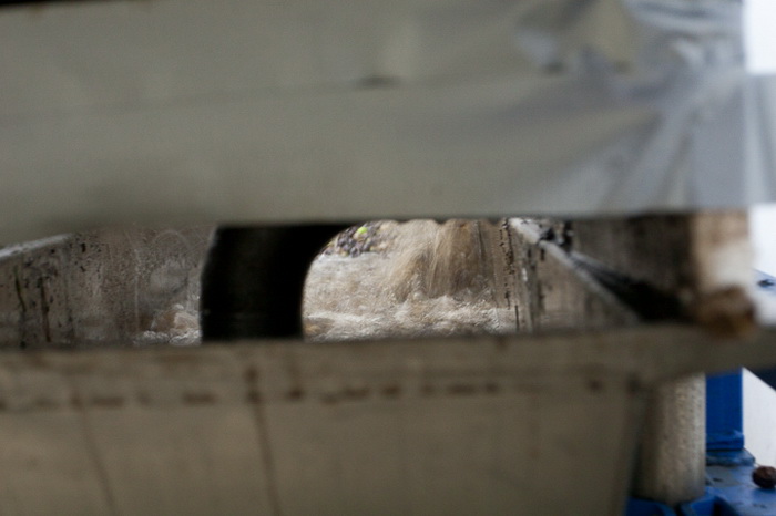 Put masline od stabla do djevicanskog ulja, Foto: Leo Banic Put masline od stabla do djevicanskog ulja, Foto: Leo Banic