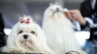 Izložba pasa na Zagrebačkom velesajmu Izložba pasa na Zagrebačkom velesajmu