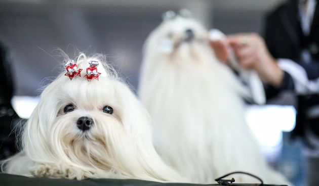 Izložba pasa na Zagrebačkom velesajmu