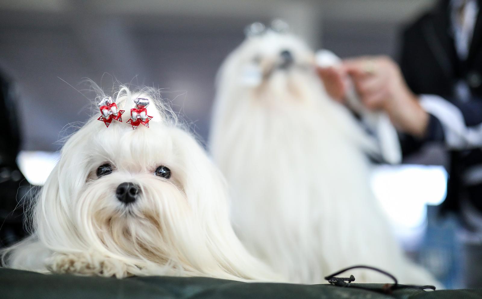 Izložba pasa na Zagrebačkom velesajmu Izložba pasa na Zagrebačkom velesajmu