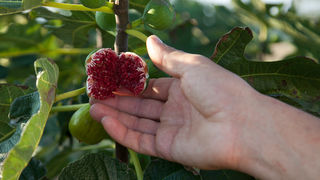 OPG Damjanić-Babac, foto: Darko Belančić OPG Damjanić-Babac, foto: Darko Belančić
