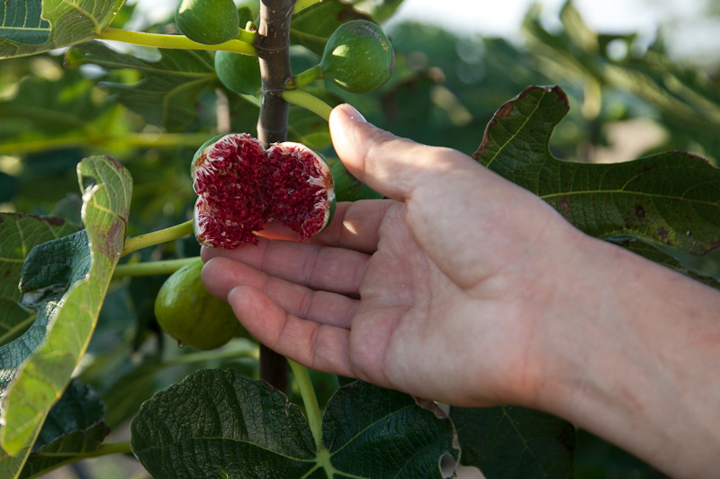OPG Damjanić-Babac, foto: Darko Belančić OPG Damjanić-Babac, foto: Darko Belančić