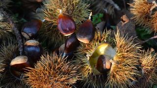 Pitomi kesten (Castanea sativa) jedan je od najprepoznatljivijih plodova jeseni. Photo: Borna Filić/PIXSELL Pitomi kesten (Castanea sativa) jedan je od najprepoznatljivijih plodova jeseni. Photo: Borna Filić/PIXSELL