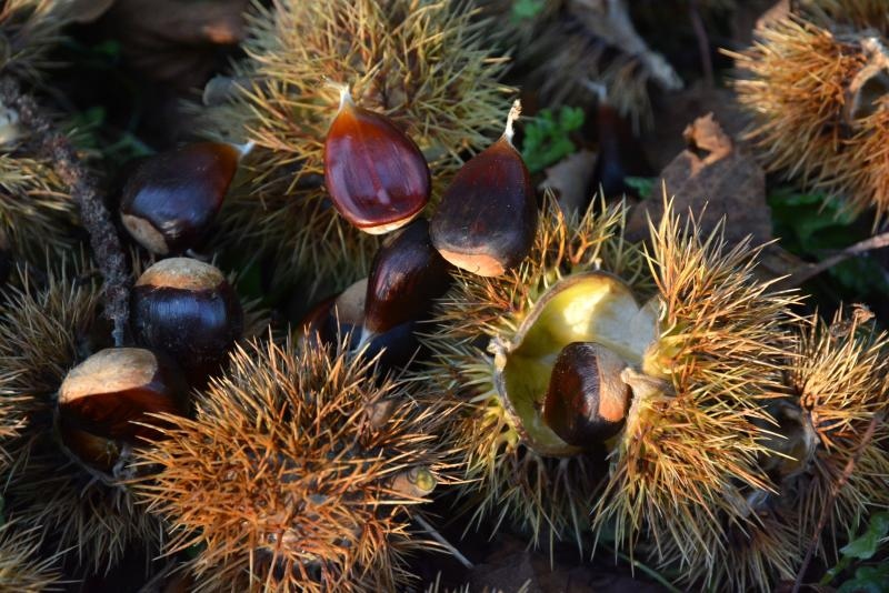 Pitomi kesten (Castanea sativa) jedan je od najprepoznatljivijih plodova jeseni. Photo: Borna Filić/PIXSELL Pitomi kesten (Castanea sativa) jedan je od najprepoznatljivijih plodova jeseni. Photo: Borna Filić/PIXSELL