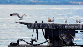 Đir 17. prosinca – uvala Maestral, Foto: Iva Perinčić