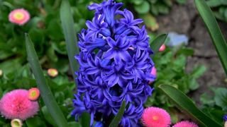 Boje i mirisi proljeća, Foto: CROPIX